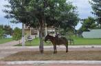 Transporte por burros, ainda muito comum em em São Félix do Tocantins, no Jalapão - TO